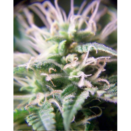 Purple Maroc | Feminised, Indoor & Outdoor