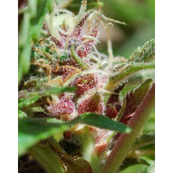 Red Purps | Feminised, Outdoor