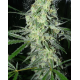 SexBud | Feminised, Indoor & Outdoor