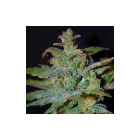 X-Line Auto AK | Feminised, Auto, Indoor & Outdoor