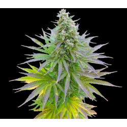 Blueberry Gum | Feminised, Indoor & Outdoor