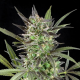 Blue Venom | Feminised, Indoor & Outdoor