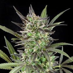 Blue Venom | Feminised, Indoor & Outdoor