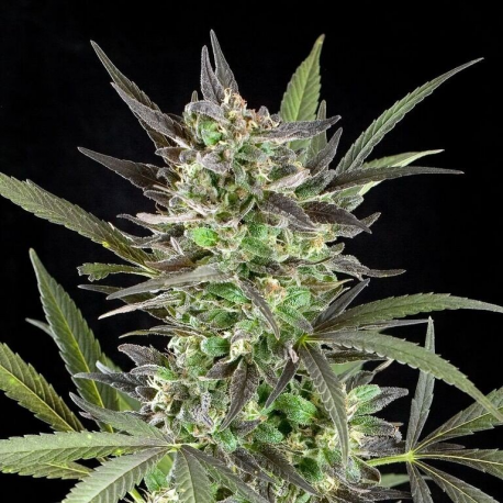 Blue Venom | Feminised, Indoor & Outdoor