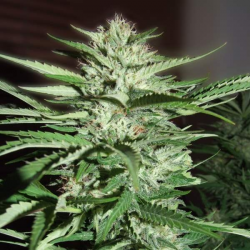 Pineapple Express | Feminised, Indoor & Outdoor