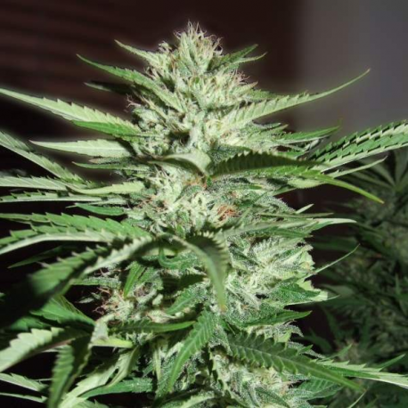 Pineapple Express | Feminised, Indoor & Outdoor