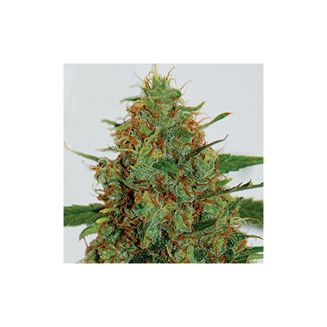 Cinderella 99 | Feminised, Indoor & Outdoor