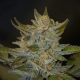 Blue OG | Feminised, Indoor & Outdoor