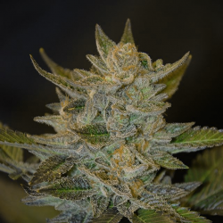 Blue OG | Feminised, Indoor & Outdoor