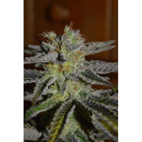 Double Black | Feminised, Indoor & Outdoor