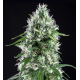 Super Silver Bilbo | Feminised, Indoor & Outdoor