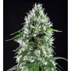 Super Silver Bilbo | Feminised, Indoor & Outdoor