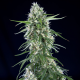 Super Silver Bilbo | Feminised, Indoor & Outdoor