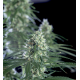 Super Silver Bilbo | Feminised, Indoor & Outdoor