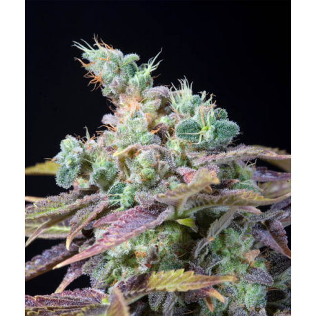 TXOMANGO | Feminised, Indoor & Outdoor