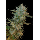 Haze Gom | Feminised, Auto, Indoor & Outdoor