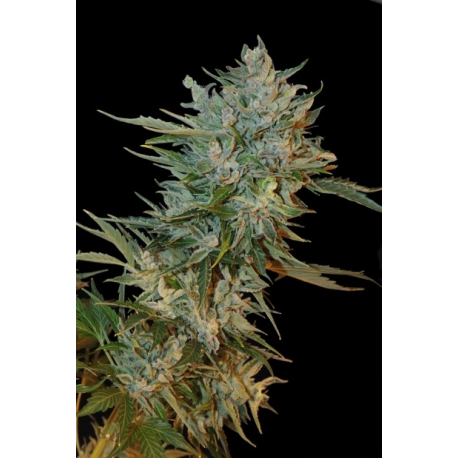 Haze Gom | Feminised, Auto, Indoor & Outdoor