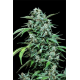 Maxi Haze | Feminised, Auto, Indoor & Outdoor