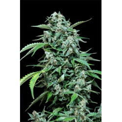 Maxi Haze | Feminised, Auto, Indoor & Outdoor