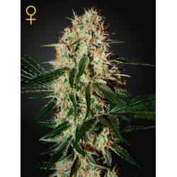 Arjan's Haze 3 | Feminised, Indoor & Outdoor