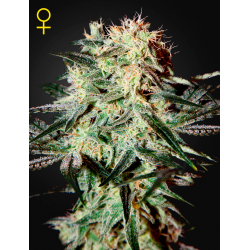 Arjan's Strawberry Haze | Feminised, Indoor & Outdoor