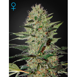 Exodus Cheese  | Feminised, Auto, Indoor & Outdoor