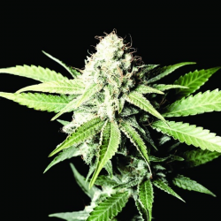 Great White Shark | Feminised, Indoor & Outdoor