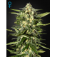 Jack Herer | Feminised, Auto, Indoor & Outdoor