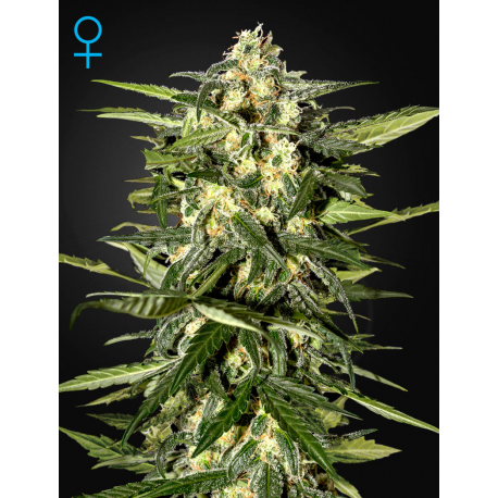 Jack Herer | Feminised, Auto, Indoor & Outdoor