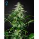 Kalashnikova Auto | Feminised, Auto, Indoor & Outdoor