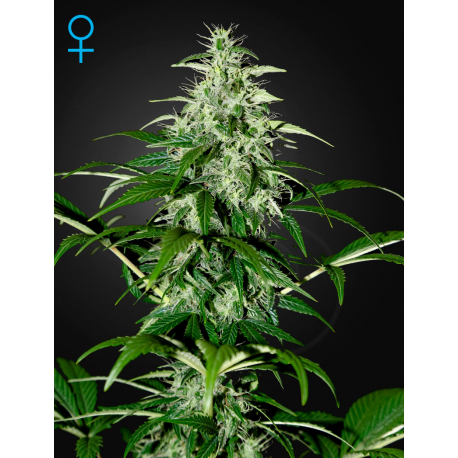 Kalashnikova Auto | Feminised, Auto, Indoor & Outdoor