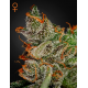 King's Kush | Feminised, Indoor & Outdoor