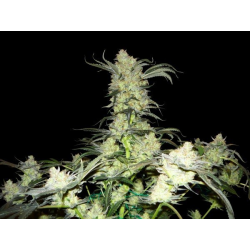 King's Kush | Feminised, Indoor & Outdoor