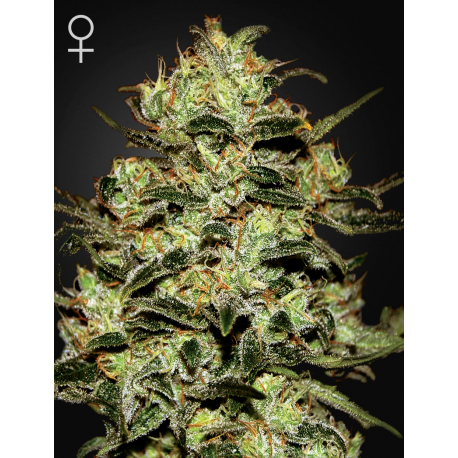 Moby Dick | Feminised, Indoor & Outdoor