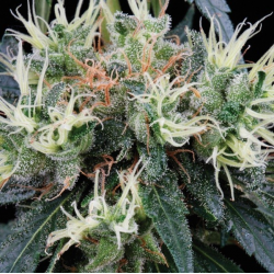 NL5 Haze Mist | Feminised, Indoor & Outdoor