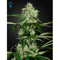 Northern Lights Automatic | Feminised, Auto, Indoor & Outdoor