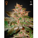 Pure Kush | Feminised, Indoor & Outdoor