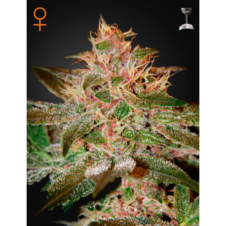 Pure Kush | Feminised, Indoor & Outdoor