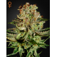 Super Bud | Feminised, Indoor & Outdoor