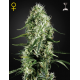 Super Silver Haze | Feminised, Indoor & Outdoor
