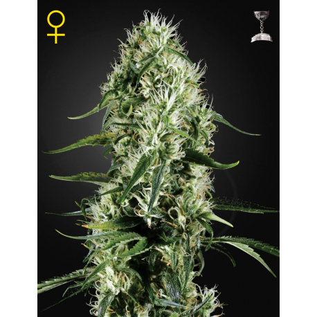 Super Silver Haze | Feminised, Indoor & Outdoor