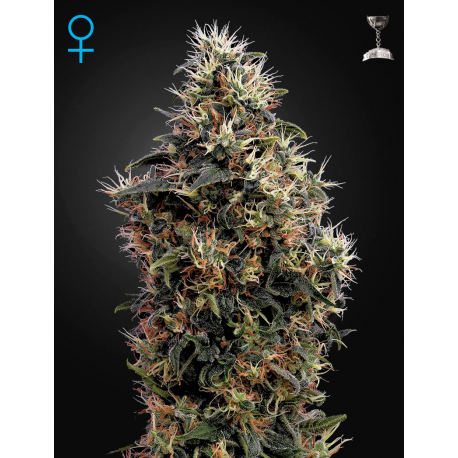 Sweet Mango Automatic | Feminised, Auto, Indoor & Outdoor