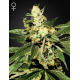 Train Wreck | Feminised, Indoor & Outdoor
