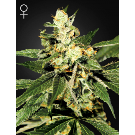 Train Wreck | Feminised, Indoor & Outdoor
