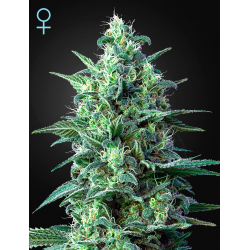 White Widow Auto CBD | Feminised, Auto, Indoor & Outdoor