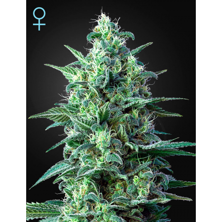 White Widow Auto CBD | Feminised, Auto, Indoor & Outdoor