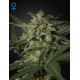 White Widow | Feminised, Auto, Indoor & Outdoor