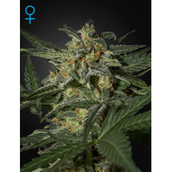 White Widow | Feminised, Auto, Indoor & Outdoor