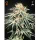 White Widow | Feminised, Indoor & Outdoor