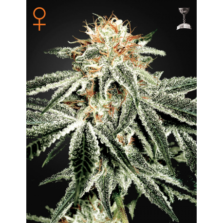 White Widow | Feminised, Indoor & Outdoor